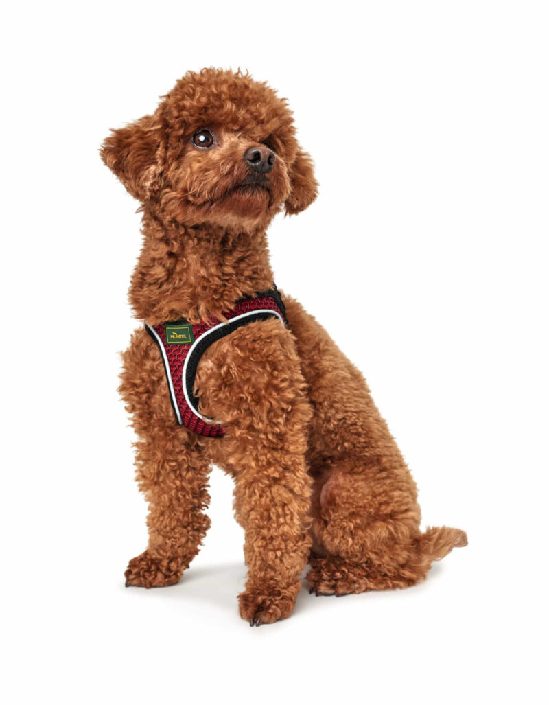 HUNTER_11503_66601_001_image_18-lpr.jpg Hondentuig Hilo Rood