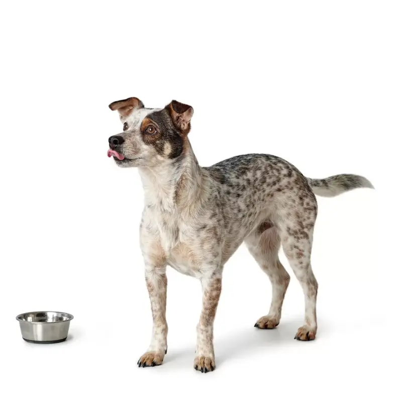 HUNTER_14929_46589_004_image_19-lpr.webp Voerbak Roestvrij Staal (RVS)