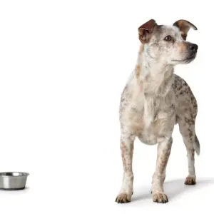 HUNTER_14931_46589_006_image_19-lpr.webp Voerbak Roestvrij Staal (RVS)