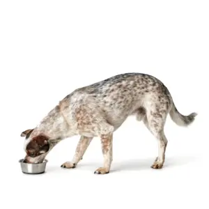 HUNTER_14934_46589_003_image_19-lpr.webp Voerbak Roestvrij Staal (RVS)