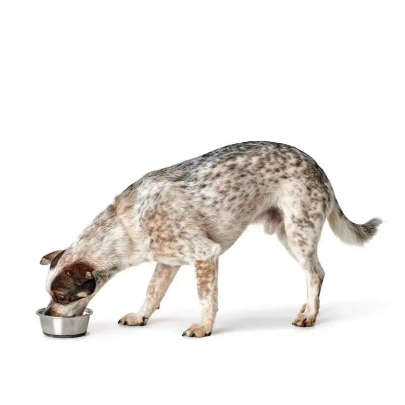 HUNTER_14934_46589_003_image_19-lpr.webp Voerbak Roestvrij Staal (RVS)