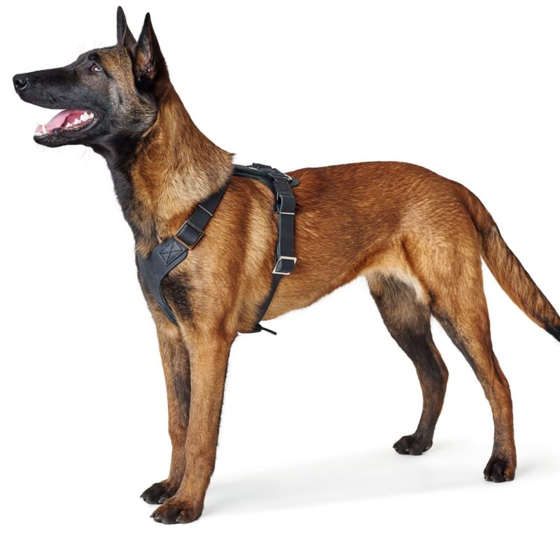 HUNTER_15103_67324_001_image_19-lpr.jpg Leren Hondentuig Zwart