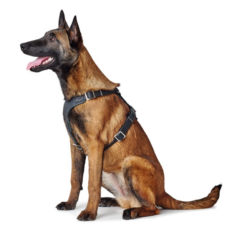 HUNTER_15104_67324_002_image_19-lpr.jpg Leren Hondentuig Zwart