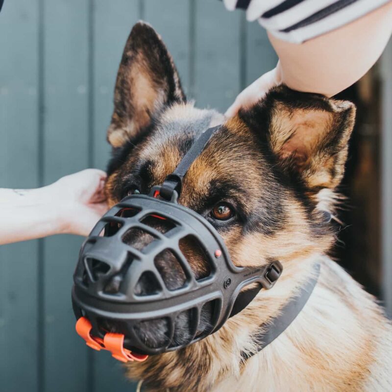 HUNTER_15481_65545_001_live_19-lpr.jpg Muilkorf Albury