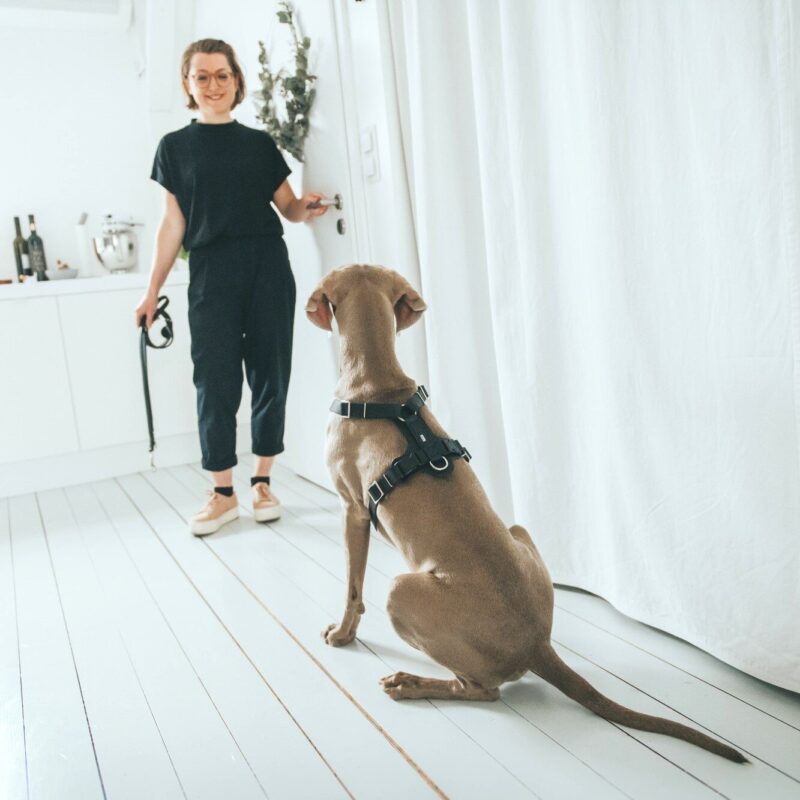 HUNTER_15618_67324_001_live_19-lpr.jpg Leren Hondentuig Zwart