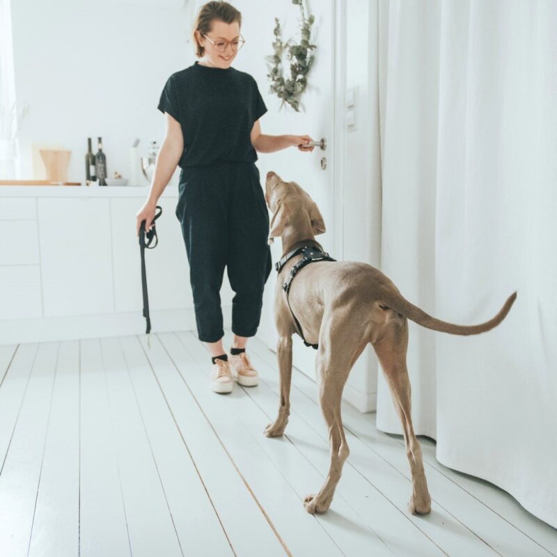 HUNTER_15619_67324_002_live_19-lpr.jpg Leren Hondentuig Zwart