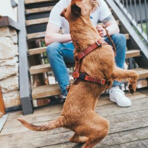 HUNTER_15622_67334_001_live_19-lpr-kopie.jpg Leren Hondentuig Cognac