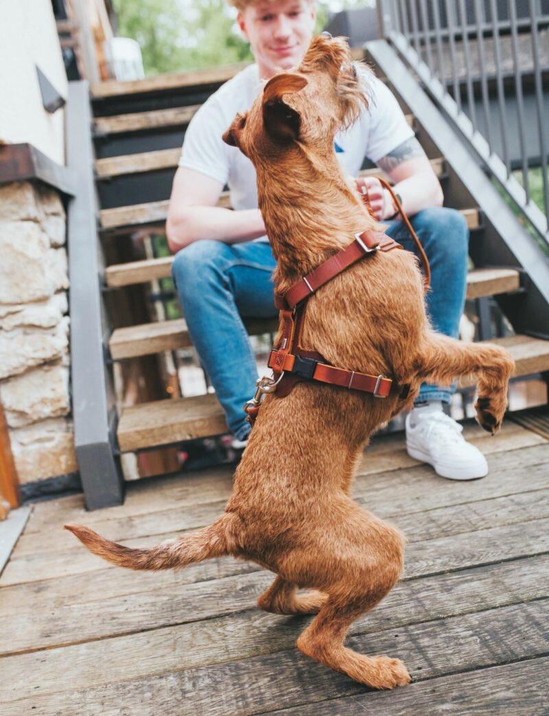 HUNTER_15622_67334_001_live_19-lpr-kopie.jpg Leren Hondentuig Cognac