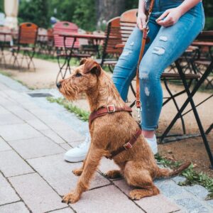 HUNTER_15624_67334_003_live_19-lpr-kopie.jpg Leren Hondentuig Cognac