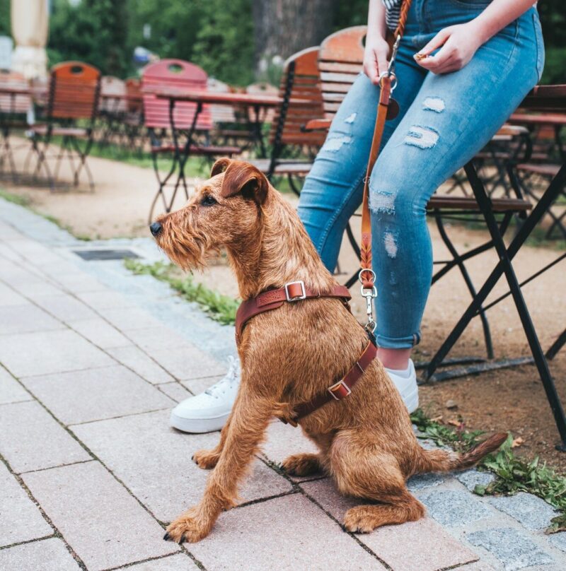 HUNTER_15624_67334_003_live_19-lpr-kopie.jpg Leren Hondentuig Cognac