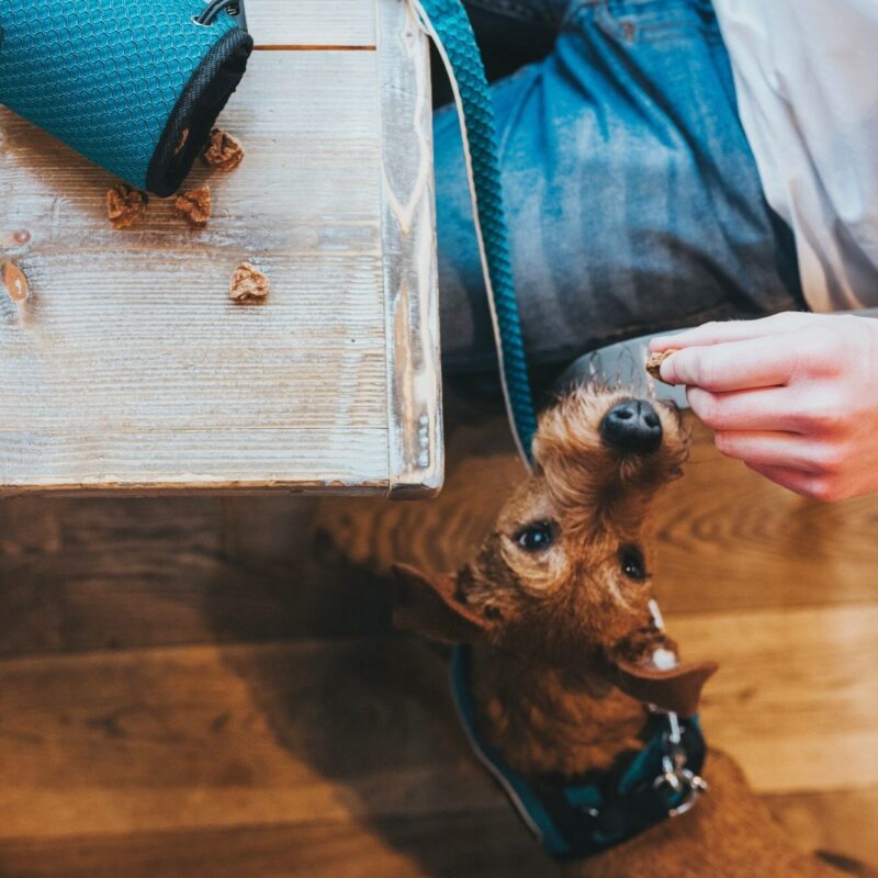 HUNTER_15627_67398_003_live_19-lpr-kopie.jpg Beloningstas Hilo Turquoise