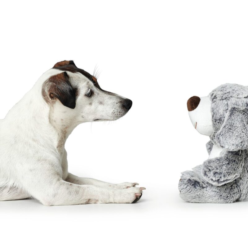 HUNTER_15972_67451_002_image_19-lpr-kopie.jpg Hondenknuffel Bello