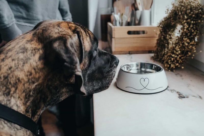 HUNTER_16732_67659_002_live_19-lpr.jpg Melamine Voerbak Valencia