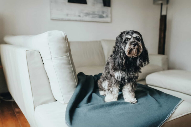 HUNTER_16773_67705_001_live_19-lpr.jpg Fleece Hondendeken Antraciet