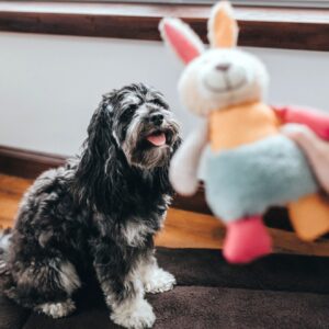 Hondenknuffel Konijn