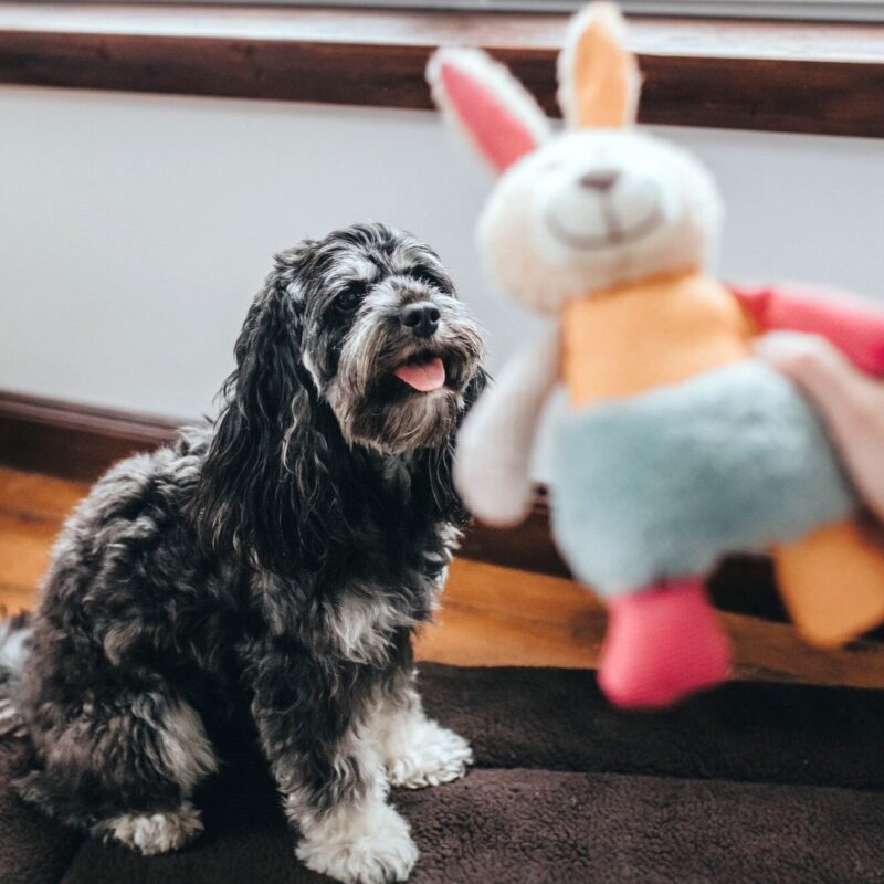 Hondenknuffel Konijn