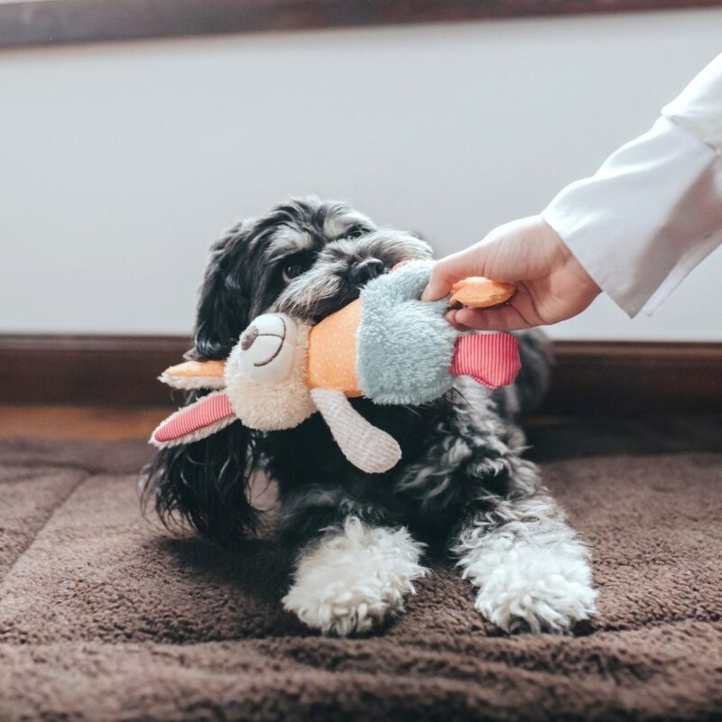 Hondenknuffel Konijn