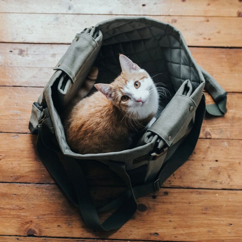 HUNTER_16857_67680_003_live_19-lpr.jpg Hondentas & Hondendeken Khaki