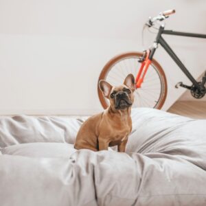 Hondenkussen Groot XXL (175 x 145 CM)