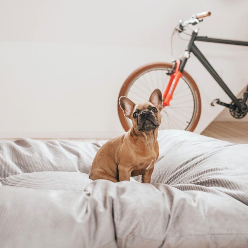 Hondenkussen Groot XXL (175 x 145 CM)