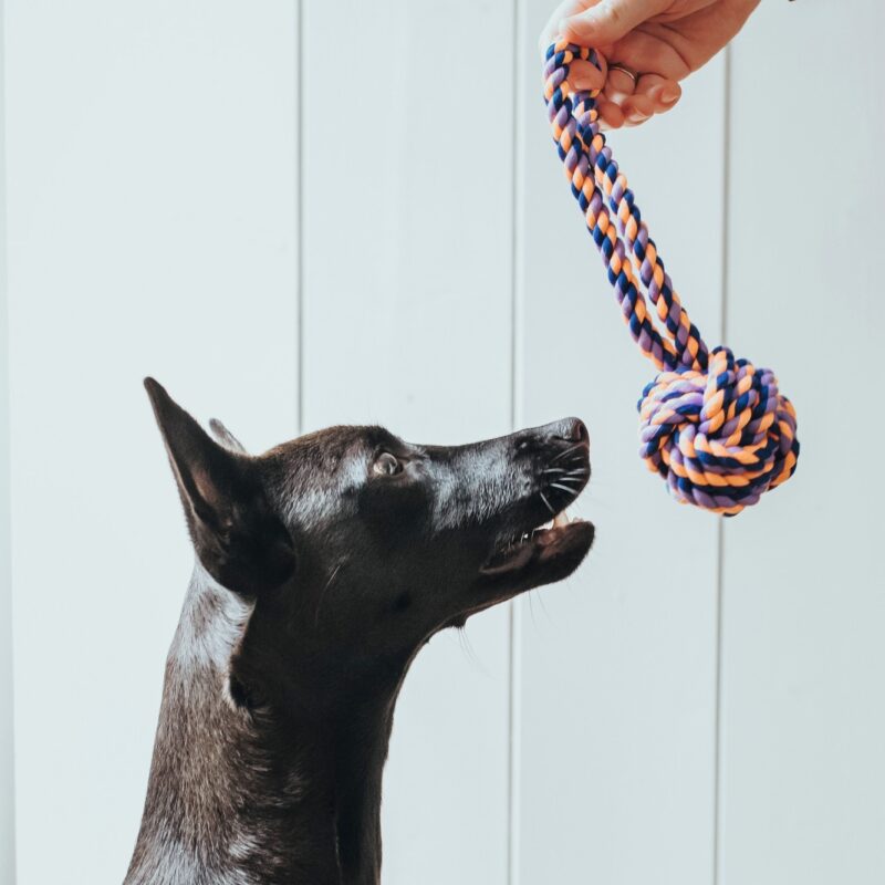 HUNTER_17028_67723_001_live_19-lpr.jpg Speelbal Met Handlus