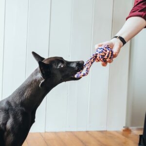 HUNTER_17029_67723_002_live_19-lpr.jpg Speelbal Met Handlus