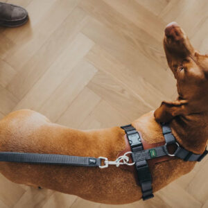 Hondenriem Divo Grijs