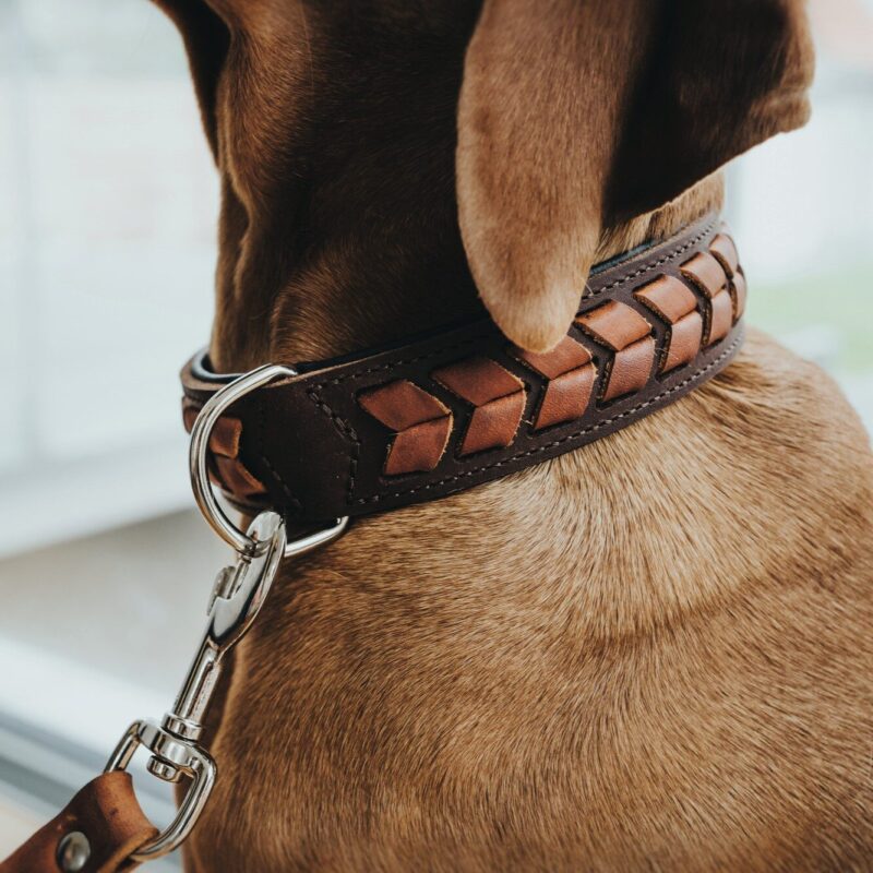 Leren Halsband El Paso