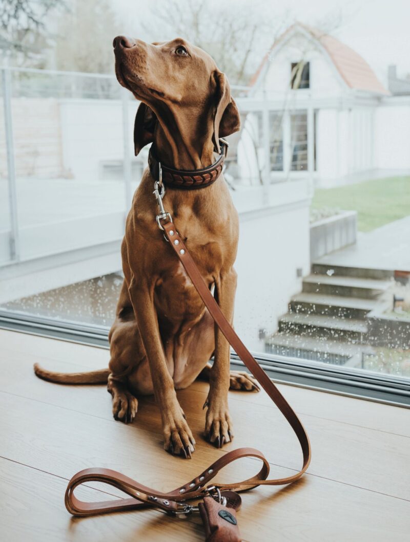 Leren Halsband El Paso