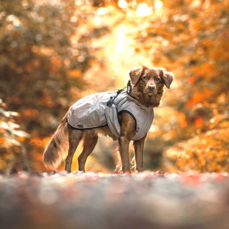 HUNTER_18730_62955_001_live_20-lpr-kopie.jpg Hondenjas Taupe