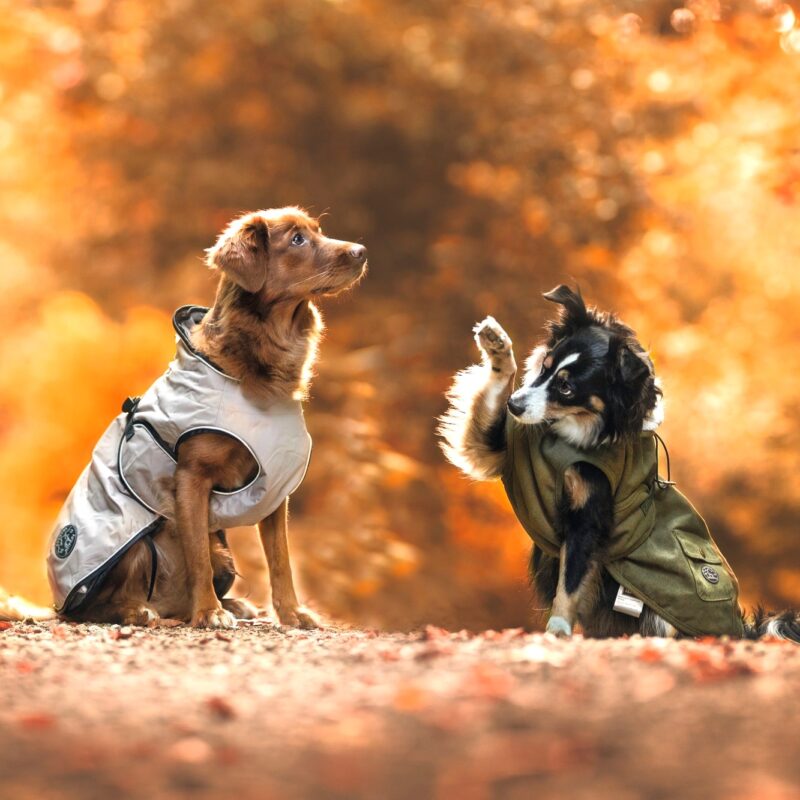 HUNTER_18731_66222_001_live_20-lpr-kopie.jpg Hondenjas Taupe