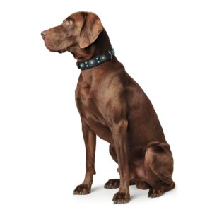 HUNTER_18873__rgb.jpg Leren Halsband Sioux