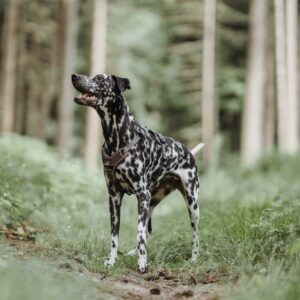 HUNTER_20656_68891_001_live_21-lpr.jpg Hondentuig Divo Bruin