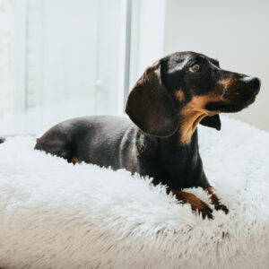 68672, 68673 Donut Hondenmand Wit