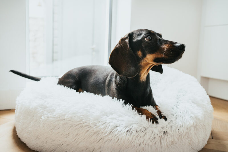 68672, 68673 Donut Hondenmand Wit