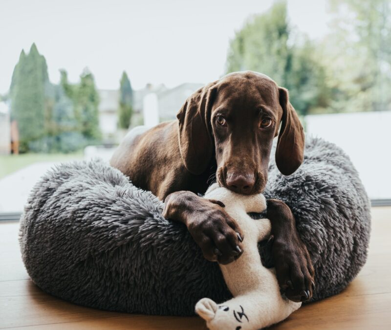 Hunde- und Katzenschlafplatz / Dog and cat bed LOPPA anthrazit Donut Hondenmand Grijs