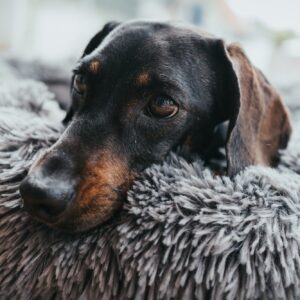 Hunde- und Katzenschlafplatz / Dog and cat bed LOPPA anthrazit Donut Hondenmand Grijs