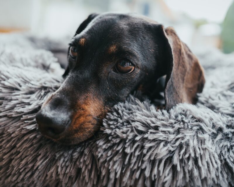 Hunde- und Katzenschlafplatz / Dog and cat bed LOPPA anthrazit Donut Hondenmand Grijs