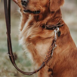 Halsband / Collar SOLID EDUCATION Cord dunkelbraun / orange Luxe Leren Hondenriem Solid Education