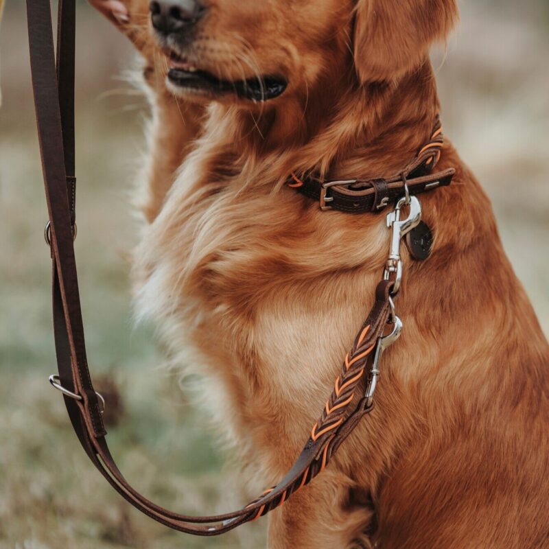 Halsband / Collar SOLID EDUCATION Cord dunkelbraun / orange Luxe Leren Hondenriem Solid Education