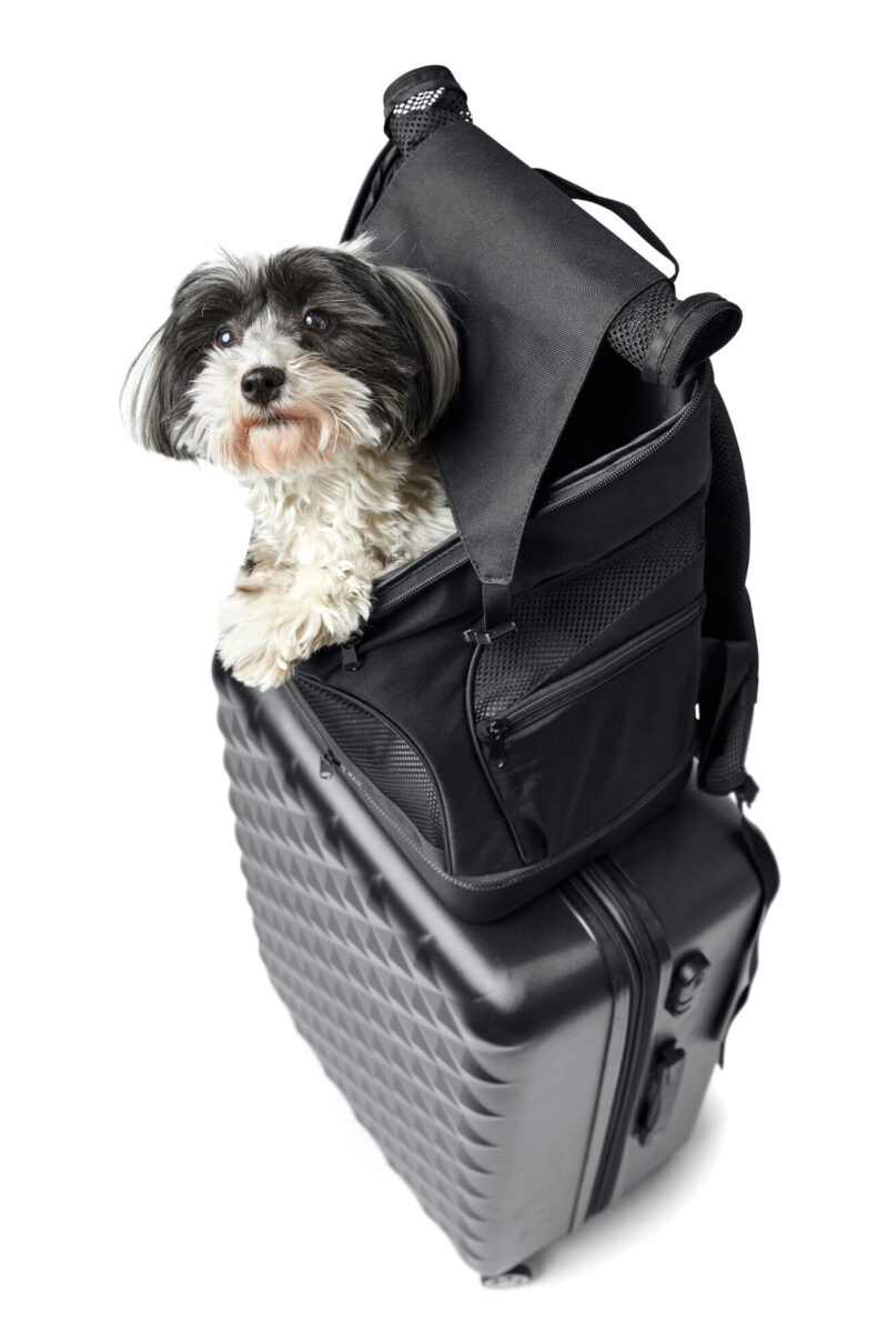 Hondenrugzak & Vliegtas