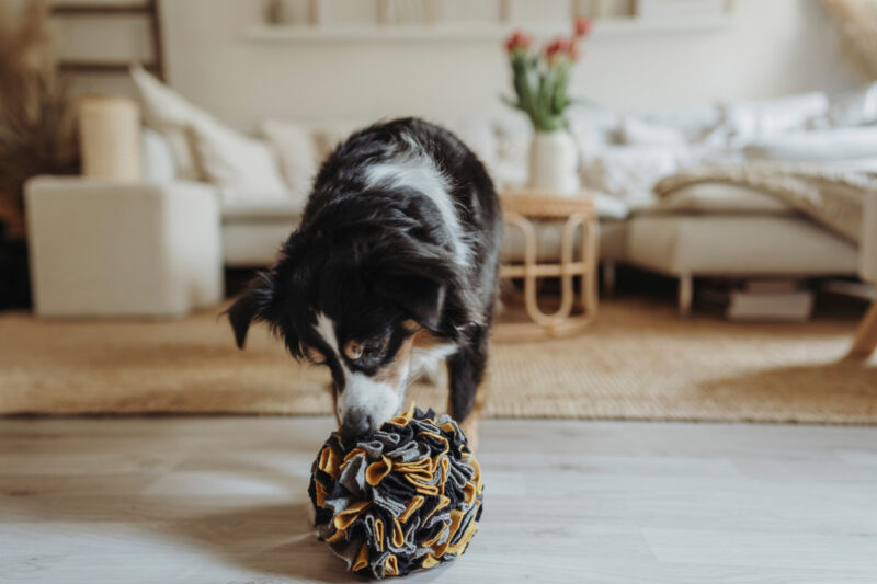 HUNTER_21608_69357_002_live_22-lpr.jpg Snuffelbal Hond - 100% Gerecycled Materiaal