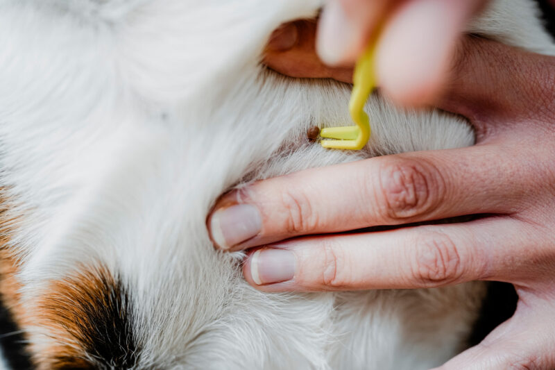 69214; 69359; 77555 Tekenhaak Set (2 stuks)