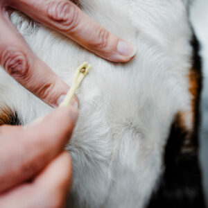 69214; 69359; 77555 Tekenhaak Set (2 stuks)