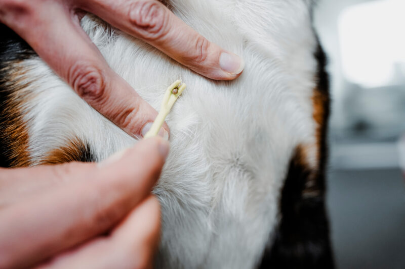 69214; 69359; 77555 Tekenhaak Set (2 stuks)