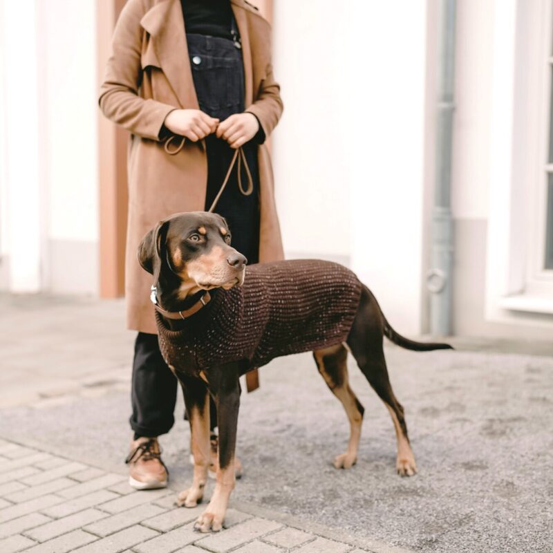 Hunepullover / Dog Pullover FINJA braun Hondentrui Bruin