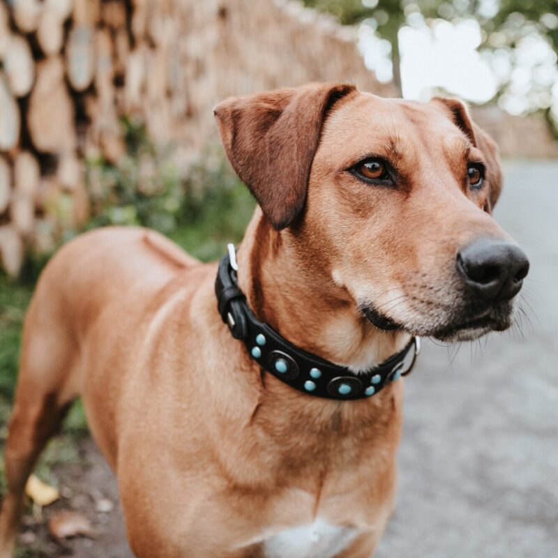 Halsband / Collar SIOUX Leren Halsband Sioux