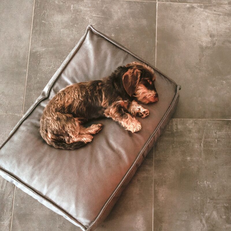 Orthopädisches Hundekissen / Orthopaedic Dog Cushion MERIDA anthrazit Orthopedisch Hondenkussen Taupe