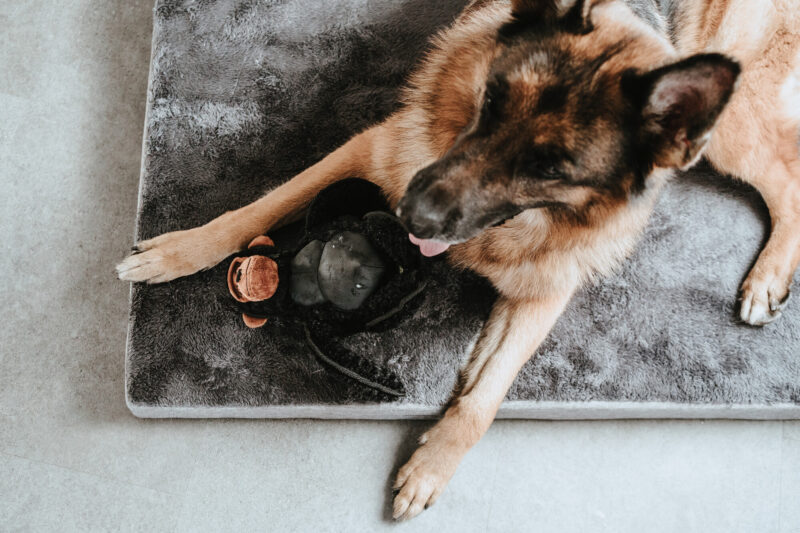 65722, 67692, 67693, 67694 Orthopedische Hondenmat Tirano