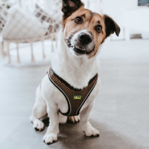 HUNTER_22420_66681_001_live_22-lpr.jpg Hondentuig Hilo Bruin